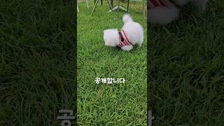 엄청난 무술비법을 배워온 강아지..못살아..ㅋㅋ #dogshorts #shorts #포메라니안 #아기강아지 #포메성격 #강아지반응 #엄청나네 #귀여운강아지 #cutedogs