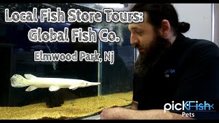 picKFish Pets presents Local Fish Store Tours: Global Fish Co. ( Predatory Fish and Monster Fish )