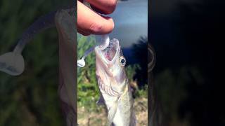 Спиннинг. #fishing#shortvideo#youtubeshorts#рыбалка#спиннинг#судак#2024#джиг