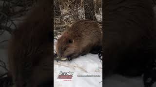 REAL CDN COWBOY - "Friendly BEAVER"