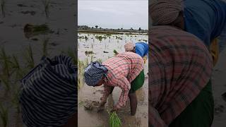 பாடி கொண்டே மின்னல் வேகத்தில் நடவு செய்யும் பாட்டி...#farm #village #farming