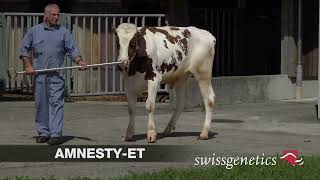 AMNESTY - RHF - Swissgenetics