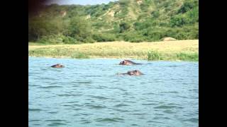 RARE FOOTAGE 2: MWEYA, hippoes & elephants