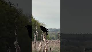 #bodo #canada #family #annapolis #familyvlog #birds #redwingblackbirds #birdslover #wildlife