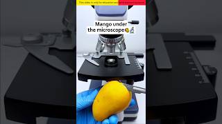 Mango microscope view #facts #intrestingfacts #tiktok  @fact5839