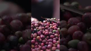 Where does COFFEE come from?  #ambientvideo #cofeetime #relaxing