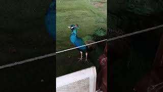 #youtube shot viedo#peacock natural voice#youtube shot#birds lover#