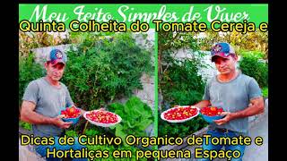 Quinta Colheita do Tomate Cereja e Dicas de Cultivo Orgânico de Tomate, Hortaliças em Pequeno Espaço