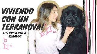 Viviendo con un Terranova: Les presento a Bhaaloo