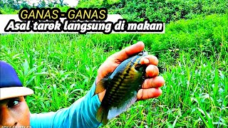 LOBANG NYA KECIL, IKAN NYA BANYAK || MANCING IKAN SEPAT SIAM