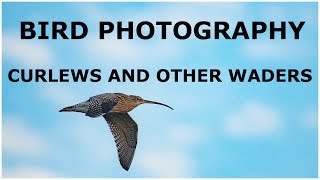 Photographing Shore Birds-Curlews and Waders