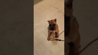 Cane Corso Puppy Learns To Sit In 1 Week - 9 Weeks Old