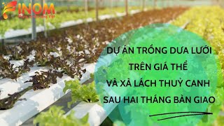 DỰ ÁN TRỒNG DƯA LƯỚI GIÁ THỂ VÀ XÀ LÁCH THUỶ CANH SAU HAI THÁNG BÀN GIAO