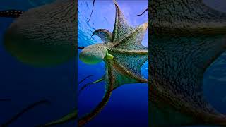 Beauty of the Sea Creatures in Maldives Sea 😍😍😍 #sea #creature #beautiful #underwater