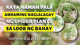 WAG NA WAG KA MAGPAPAWALA NG SPIDER PLANT SA LOOB NG BAHAY MO!