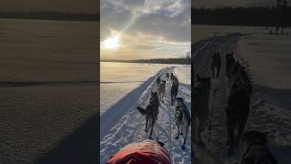 Dogs running in God’s country. #alaska #alaskanhusky #sleddogs #alaskalife