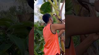 Cleaning banana leaves #banana