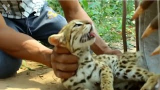 Tiger Traps | Tiger in a cage | Primitive Traping of Animals #you #tiktok #youtube