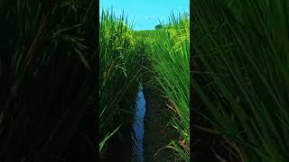 #shortvideo SAWAH PANTAI GARUT SELAN #suasanapedesaan #pedesaangarut #desa #sawah #suasanaalamgarut