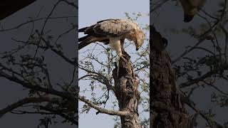 Tawny Eagle with a Kill #ytshorts #ytshortsindia #youtubeshorts #youtubeshort