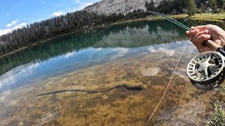 NONSTOP Dry Fly Action