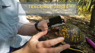 Turtle Tracking: Using GPS backpacks to find box turtles