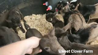 15 newborn goats babies bottle feeding | bottle babies in the house |