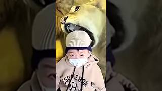 Lions attack #shorts #viral #trending