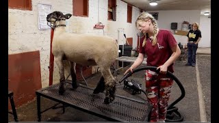 Lawton Public Schools: Cadence Pierce Breed Champion Suffolk wether