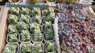 Succulent  - Mini Plants -  Kaohsiung Travelogue