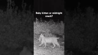 Baby kitten or midnight snack? #bobcat #california #trailcam