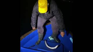 Βραδινό ψάρεμα για μουγγρι. Night fishing for Conger Eels.