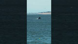 Captivating Footage of Whales Feeding off New Jersey's Coast