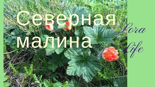 СЕВЕРНАЯ МАЛИНА