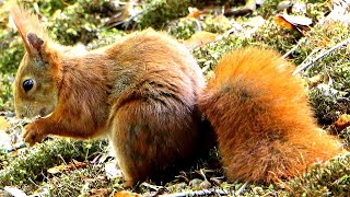 Extinct Red Squirrel was filmed at home | Germany 2021