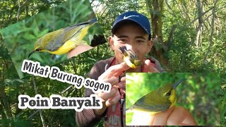 Lagi dan lagi. MIKAT BURUNG SOGON . Poin banyak