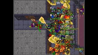 Tibia War Peruanoh 1308 / Wero Saykodelic 847 PVP FRAG