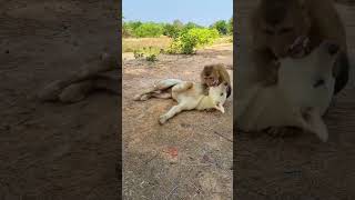 monkey trying to kiss the dog but in vain 🤣 #funny #animals #shorts