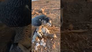 Bird Falcon Eating other birds #birds #falcon #ytshorts #wildlife #shorts