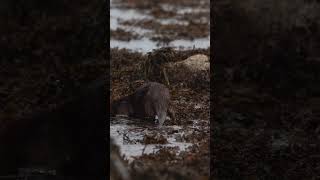 A Cute Otter on the Isle of Mull   #shorts