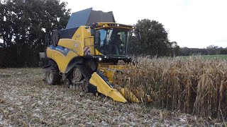 Bonne année et moisson de maïs !