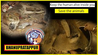 Rescue Animal Foundation Bhanupratappur 2021 || Prabhat soni