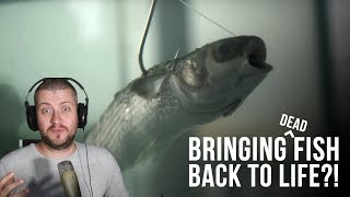 Bringing Dead Fish Back To Life?! - Reacting to Zombait!