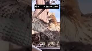 Águila Casi Agarra Gatito 😱