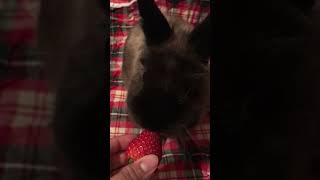 Healthy Treat Time for a Cute Bunny:Eating Strawberry 🍓