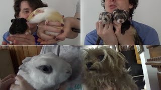 All of Our Animals (Guinea Pigs, Rabbit, Syrian hamster, Yorkie Pu, Ferrets)