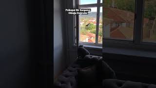 Psikopat Karga Kedime Saldırıyor #shorts #shortvideo #short #cat #keşfet #akış #kitten #viral #video