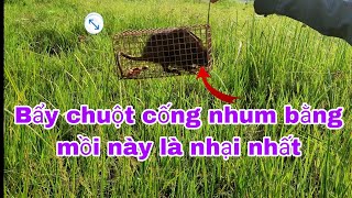 Bẩy chuột cống nhum bằng mồi cua đồng cực nhại #mousetrap