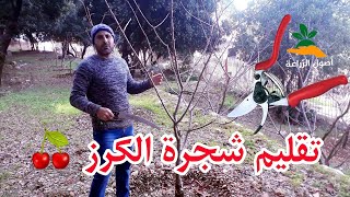 تقليم شجرة الكرز | حب الملوك 🍒