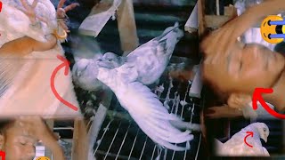 pigeon baby feeding pigeon baby hand😱😱👉